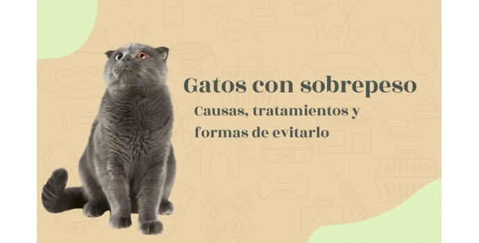 Gatos con sobrepeso: Causas, tratamientos y formas de evitarlo